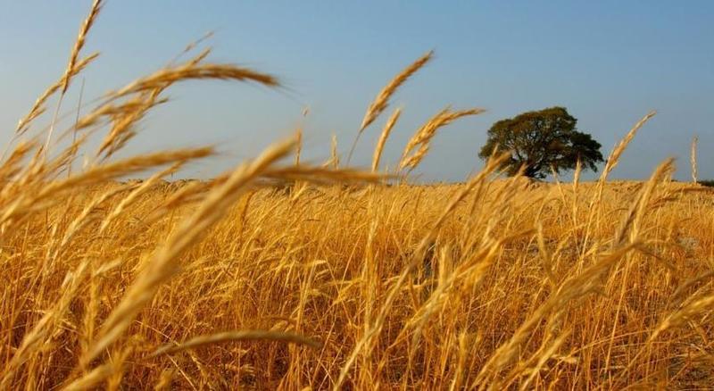 Herdade Do Gizo Cuba Dış mekan fotoğraf
